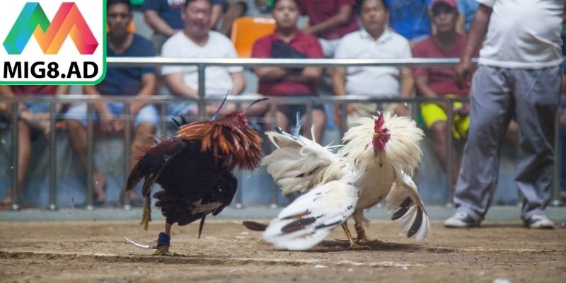 Không dồn hết ngân sách vào một ván