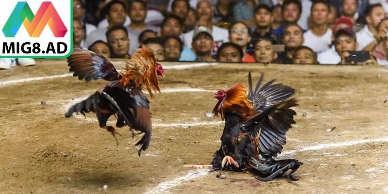 Theo dõi biểu đồ sức khỏe của gà để điều chỉnh chiến thuật kịp thời