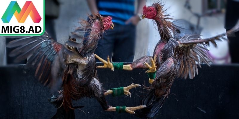 Thiết kế tối ưu từ giao diện đến tốc độ vận hành