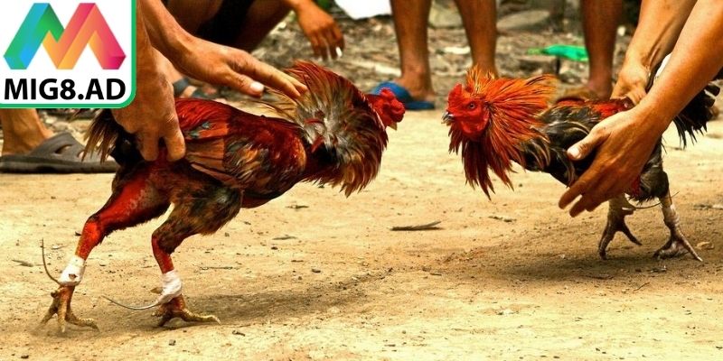 Chi tiết các bước tham gia chơi đá gà hiệu quả