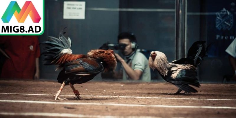 Đá gà Thái Lan Mig8 yêu cầu sự kết hợp tinh thần quan sát và chiến thuật khéo léo
