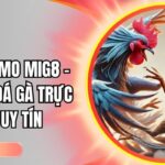 Đá gà Thomo Mig8