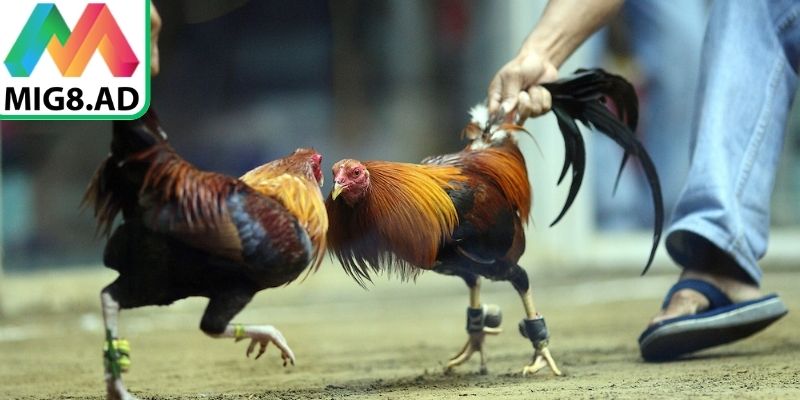 Đá gà Thomo Mig8 là nền tảng trực tuyến chuyên nghiệp
