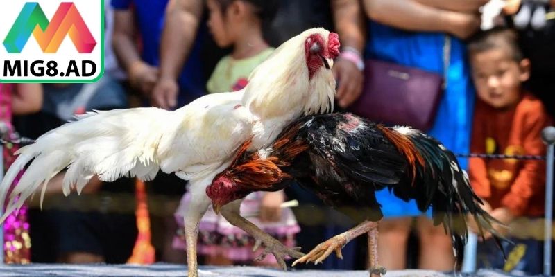 Nắm rõ luật chơi giúp phân tích trận đấu chính xác