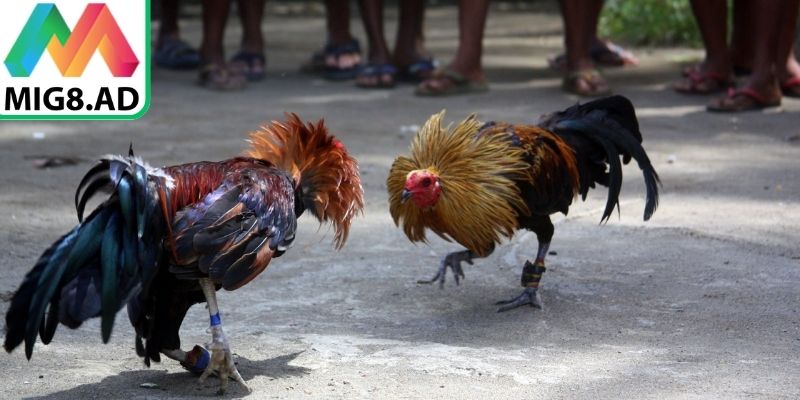 Tìm hiểu đôi nét về đá gà xanh trích Mig8 cho người mới
